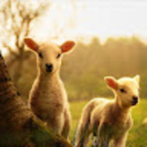 Meet your Posher, Joseph